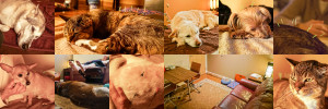 animal acupuncture, dog acupuncture, cat acupuncture, veterinary acupuncture