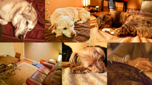 animal acupuncture, dog acupuncture, cat acupuncture, veterinary acupuncture